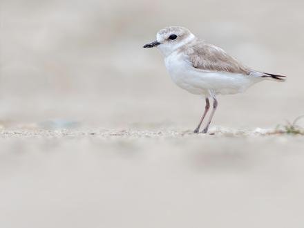 Shorebird, endangered bird on the Alabama Gulf Coast