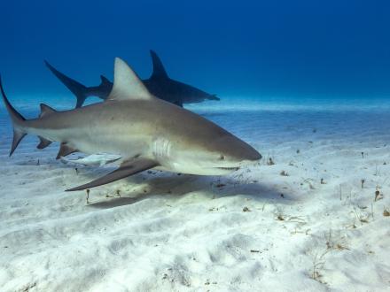 Bullshark