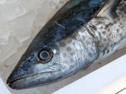 Spanish mackerel, fishing charter in Orange Beach species
