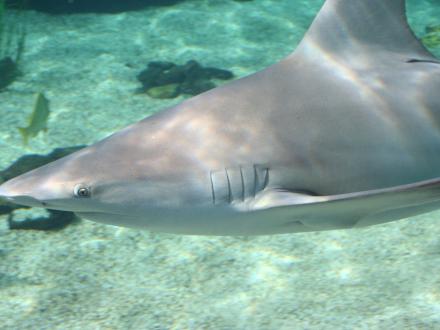 Blacknose Shark, common shark found in the Gulf of Mexico