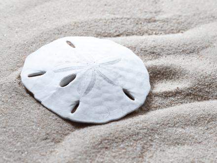 Sand Dollar, shelling in Gulf Shores