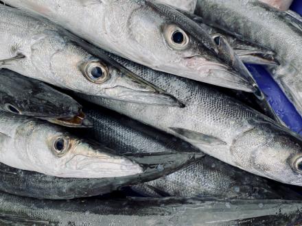 Freshly caught mackerel in the Gulf of Mexico