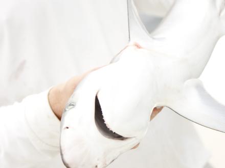 Atlantic Sharpnose shark, common small shark in the Gulf of Mexico