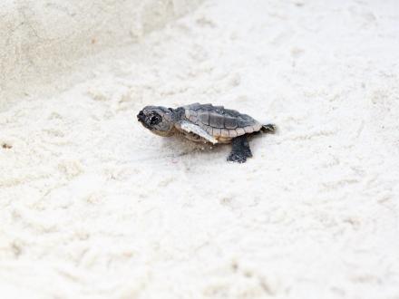 Baby sea turtle hatched on beach in Gulf Shores