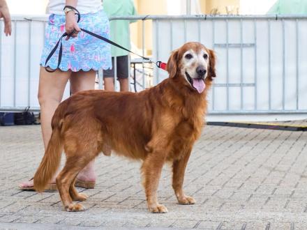 Golden Retriever at The Wharf in Orange Beach, pet-friendly attraction
