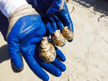 Fresh oysters harvested in the Gulf, local oyster farm in Fort Morgan