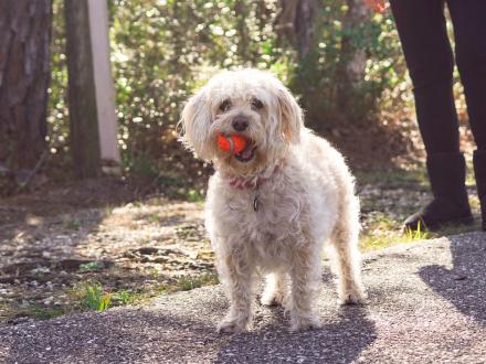 Dog on the trails in Gulf State Park, dog-friendly attraction in Gulf Shores