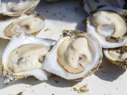 Fresh Gulf oysters at Fort Morgan Oyster Fest, seafood festival in Gulf Shores