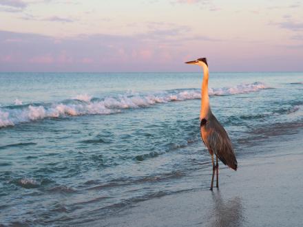 Blue Heron at the beach at sunrise in Gulf Shores