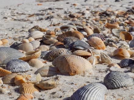 Shells on Alabama's Beaches