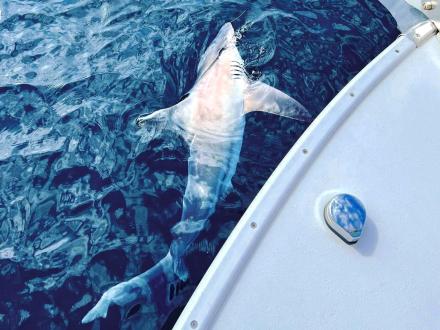 Offshore boat catching a shark in the Gulf