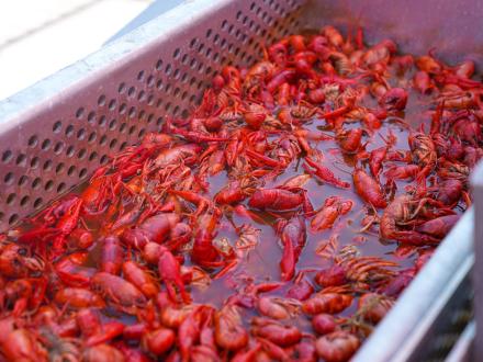 Crawfish boil on Alabama Beaches