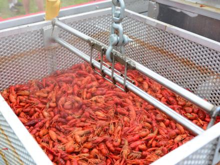 All You Can Eat Crawfish in Gulf Shores, Alabama