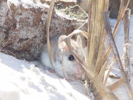 Cute Alabama Beach Mouse on the beach in Gulf Shores