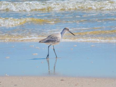 Small shore bird on the beach in Gulf Shores