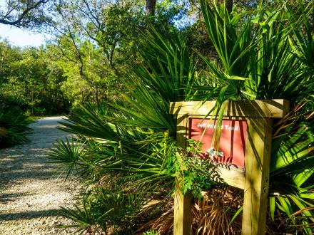 Palmettos on the Jeff Friend Trail in Bon Secour Wildlife Refuge.