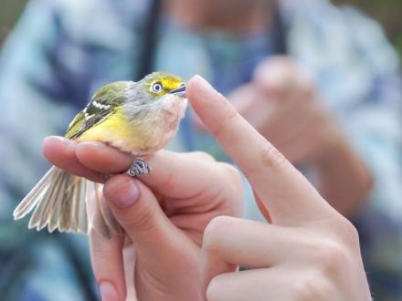 Bird Banding event in Fort Morgan during the Annual Alabama Coastal BirdFest.