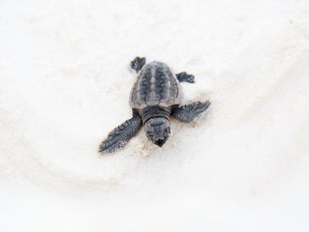 Baby sea turtle on the beaches of Gulf Shores