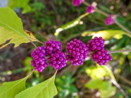 Berries along the trails of Bon Secour Wildlife Refuge