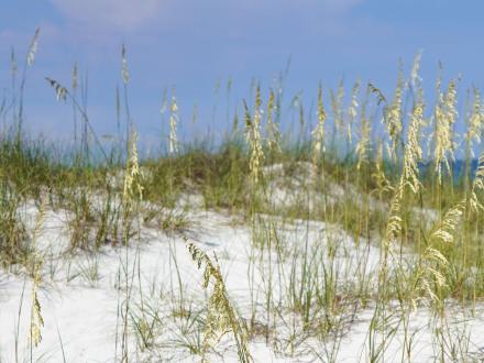 Sea oats on the beaches in Gulf Shores.