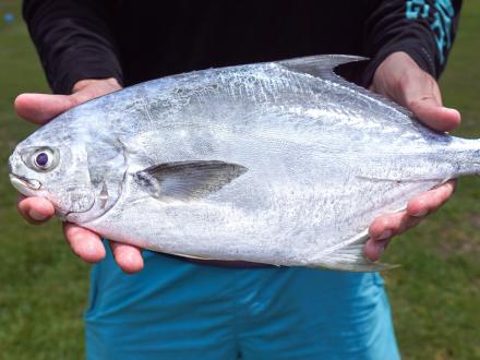 Angler holding a pompano caught in the Gulf of Mexico