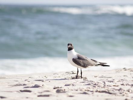 Seagull