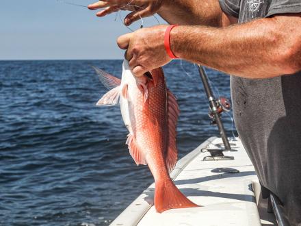 Hands holding a red snapper caught off a fishing charter in Orange Beach
