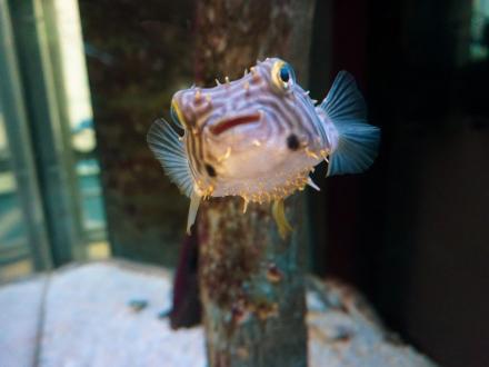 Pufferfish in a tank at the Dauphin Island Sea Lab and Estuarium