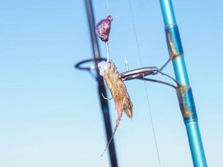 Shrimp on a hook as bait for catching fish in the Gulf of Mexico