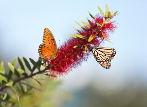 Butterflies Nature